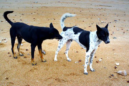 dog on the beach