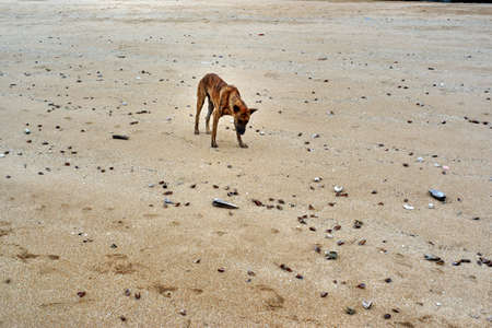 Dog on the beach sandの写真素材