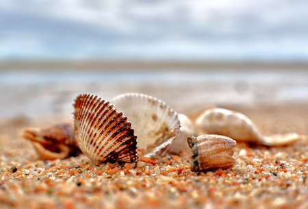 sea shell on the beach