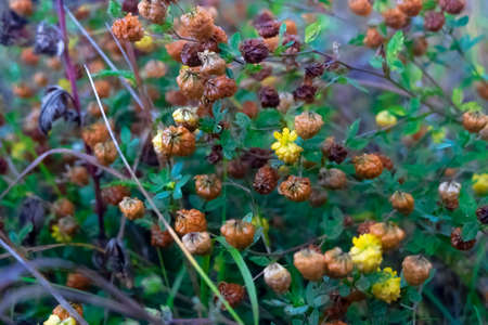 Flowers in the mistの写真素材
