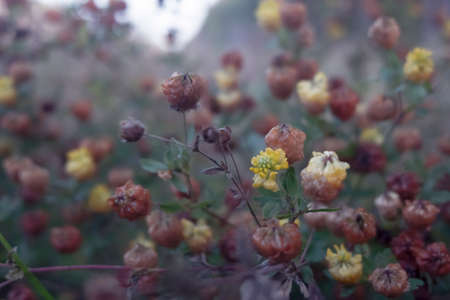 Flowers in the mistの写真素材