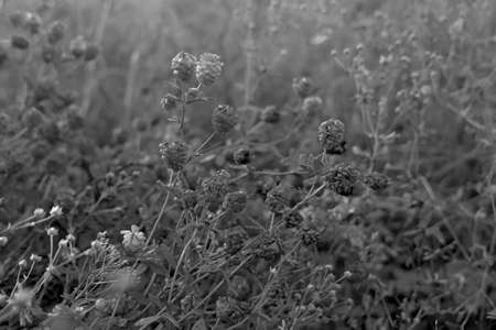 Flowers in the mistの写真素材