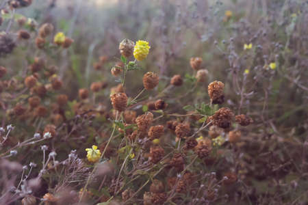 Flowers in the mistの写真素材