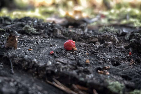 Crrushed berryの写真素材