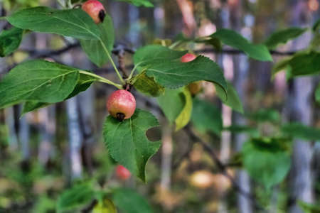 Wild appleの写真素材