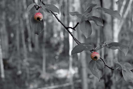 Wild appleの写真素材