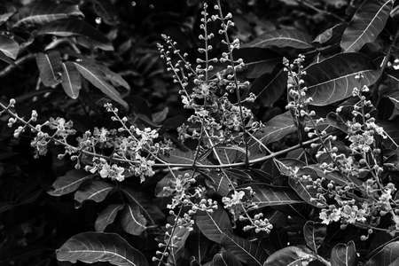 Flowers in a monochrome imageの写真素材