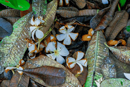Fallen leaves and flowersの写真素材