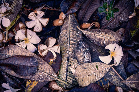 Fallen leaves and flowersの写真素材