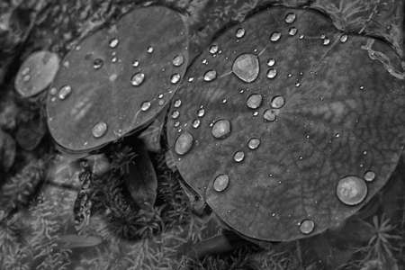Water drops on the leavesの写真素材