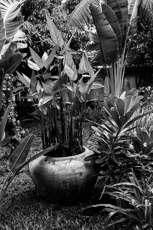Flowers in a monochrome imageの写真素材