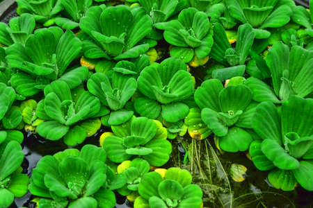 Water drops on the leavesの写真素材