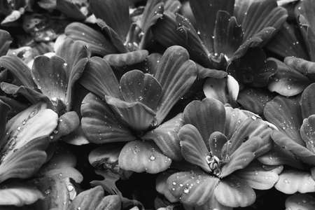 Water drops on the leavesの写真素材