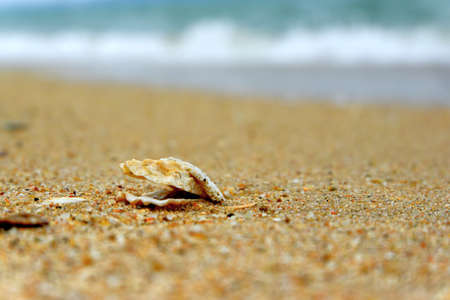 Seashore with shellsの写真素材
