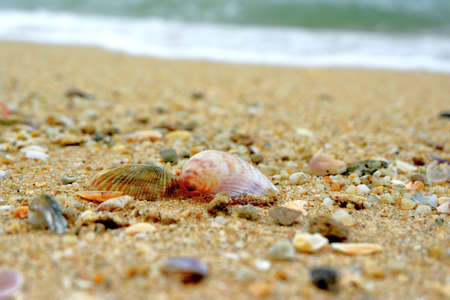 Seashore with shellsの写真素材