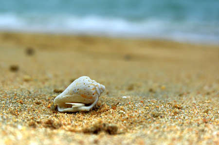 Seashore with shellsの写真素材