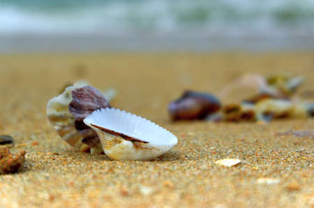 Seashore with shellsの写真素材