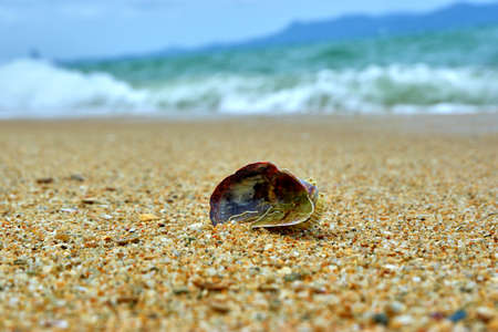 Shell near the seaの写真素材