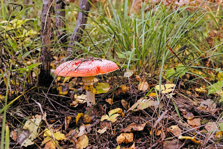 Autumn poisonous mushroomの写真素材