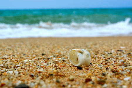 Shell on the shoreの写真素材