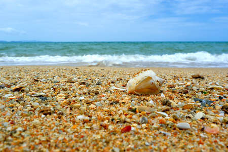 Seashell on the beachの写真素材