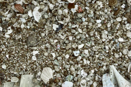 Sand with shellsの写真素材