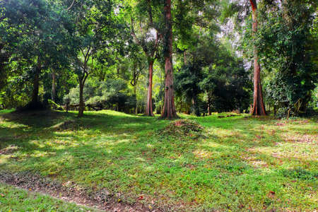 Trees in the forestの写真素材