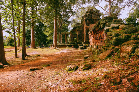 Forest with ruinsの写真素材