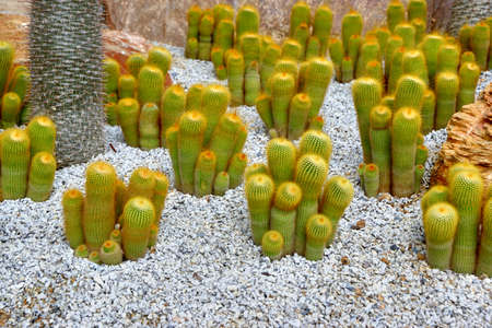 Cactus bushes