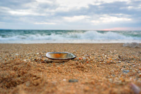Landscape with a shell