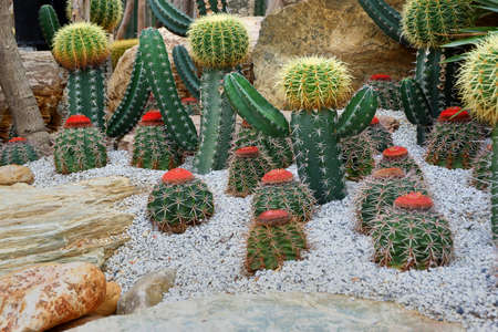 Cacti in the gardenの写真素材