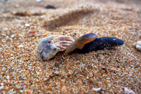 Seashell on the beach in the eveningの写真素材