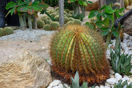 Round cactiの写真素材