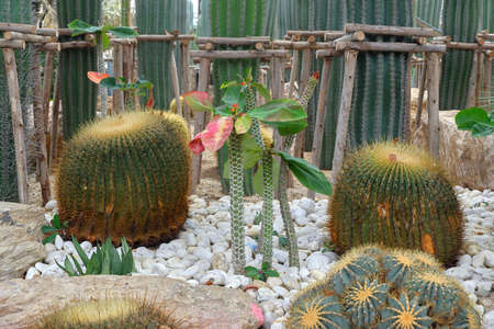 Round cactiの写真素材