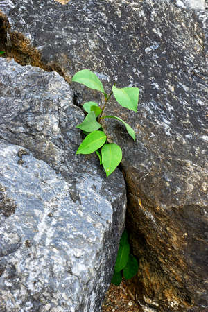 Young sproutの写真素材
