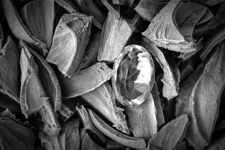 The jewel on the shellの写真素材