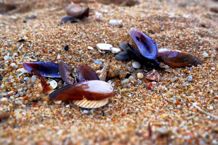 Evening beach with shellsの写真素材