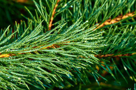 Coniferous branch with a roseの写真素材