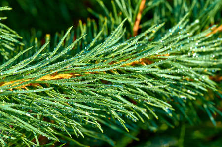 Coniferous branch with a roseの写真素材