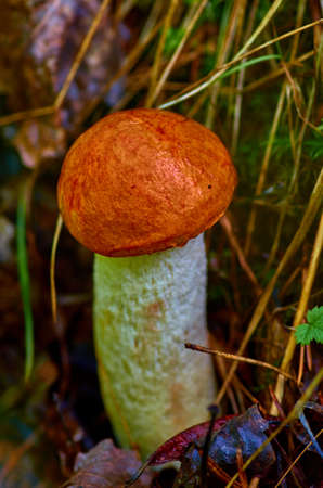mushrooms in the forestの写真素材