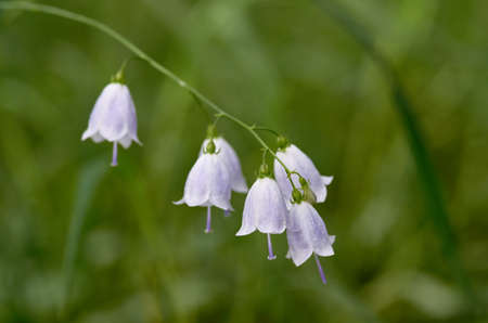 Forest flowerの写真素材