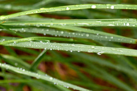 Dew on the grassの写真素材