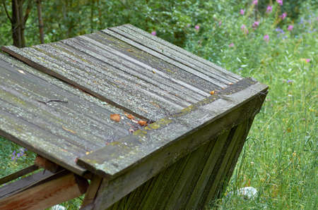 The roof is old in the forest