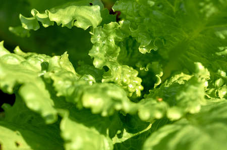 lettuce on green backgroundの写真素材