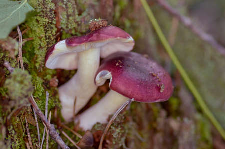 mushroom in the forestの写真素材