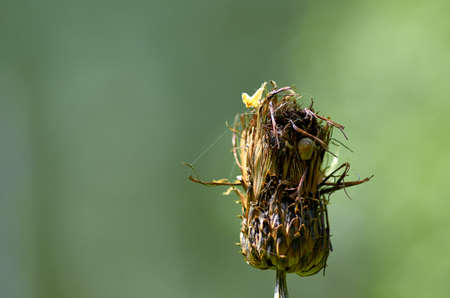 Dry thistleの写真素材