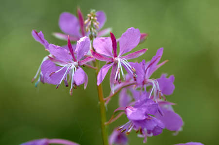 pink flowers on green backgroundの写真素材