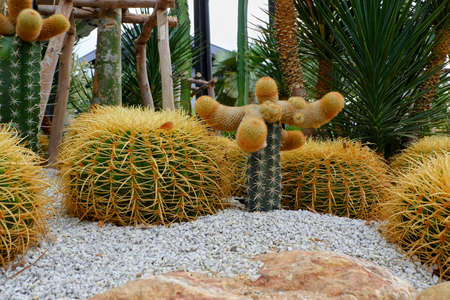Cacti in the gardenの写真素材