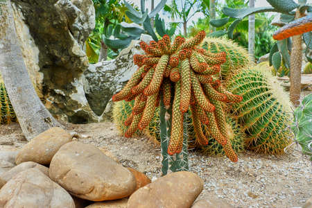 Cacti in the gardenの写真素材