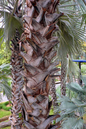 tree in thailandの写真素材